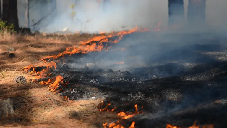 Ein kleiner Brand am Boden in einem trockenen Waldgebiet mit Rauchentwicklung.