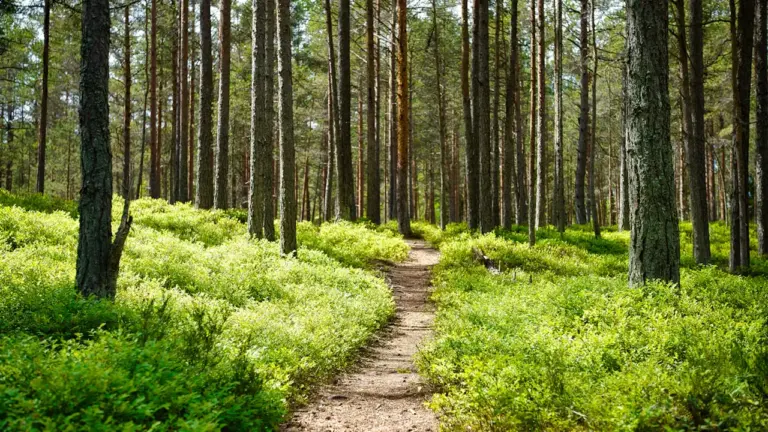 Kultur-Wanderung in Wewelsburg: Kostenlose Tour am 21. August