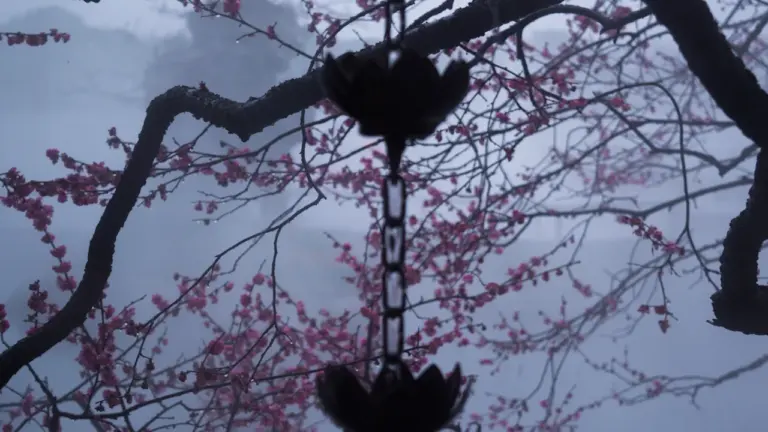 Eine stimmungsvolle Regenkette vor einem blühenden Baum an einem nebligen Tag.