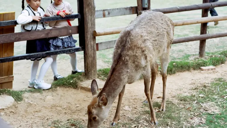 Zwei junge Mädchen beobachten ein grasendes Reh in einem Gehege im Wildpark Saarbrücken.