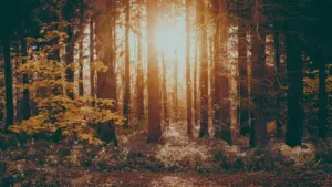 Sonnenlicht fällt durch die Bäume eines herbstlichen Waldes in Deutschland.