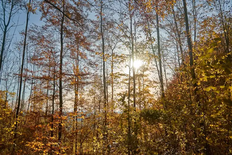 Herbstanfang in Deutschland: Was sich jetzt bei Wetter und Alltag ändert