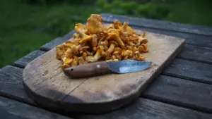 Frische Pfifferlinge auf einem Holzbrett mit einem scharfen Messer zur Vorbereitung.