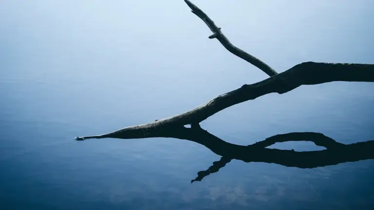 Ein dunkler Ast spiegelt sich in einer ruhigen, blauen Wasserfläche wider.