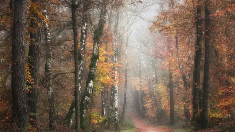 Im Traum durch den Wald gehen: Was die Stimmung verrät