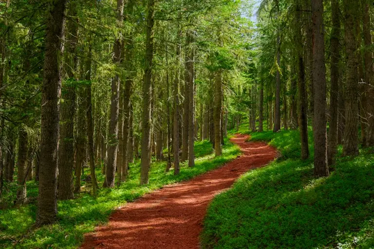 Im Traum durch den Wald gehen: Was die Stimmung verrät